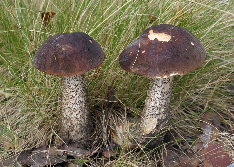 Leccinum scabrum